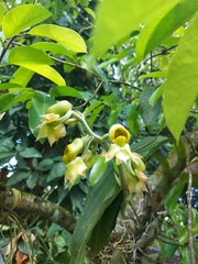 Catasetum maculatum image