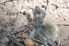 Hemachatus haemachatus