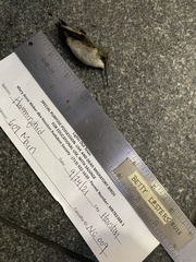 Archilochus colubris