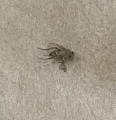 Phoridae