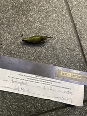 Archilochus colubris