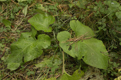 Arctium tomentosum