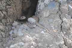 Hemachatus haemachatus