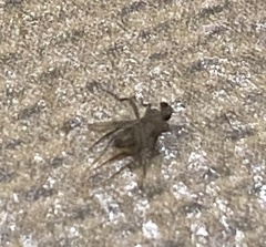 Phoridae