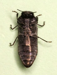 Rugacmaeodera