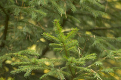 Picea obovata