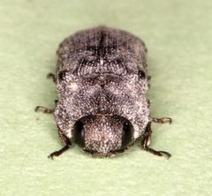 Rugacmaeodera