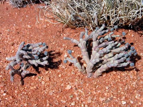 Euphorbia juttae