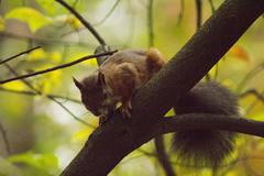 Sciurus vulgaris