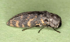 Rugacmaeodera