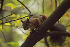 Sciurus vulgaris