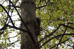 Sciurus vulgaris