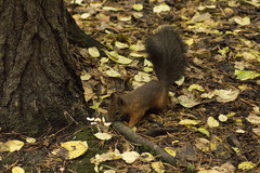 Sciurus vulgaris