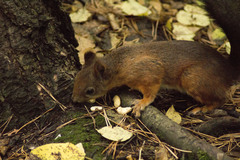 Sciurus vulgaris