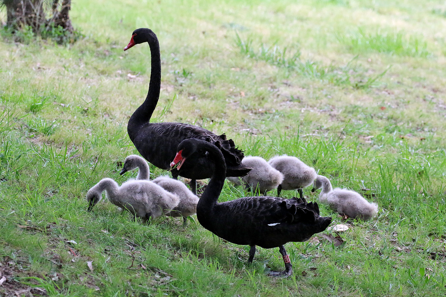 møde Og så videre Genoplive Photos of Black Swan (Cygnus atratus) · iNaturalist
