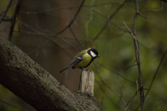 Parus major