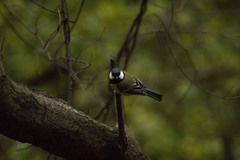 Parus major