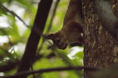Sciurus vulgaris
