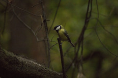 Parus major