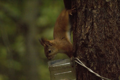 Sciurus vulgaris