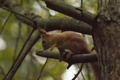 Sciurus vulgaris