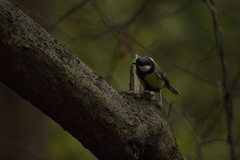 Parus major