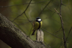 Parus major