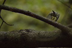 Parus major
