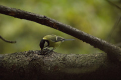 Parus major