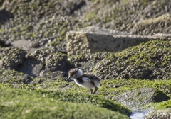 Vanellus chilensis chilensis