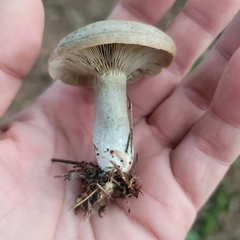 Lactarius indigo