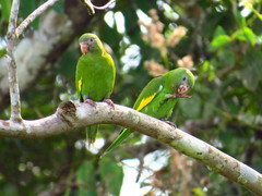 Brotogeris versicolurus