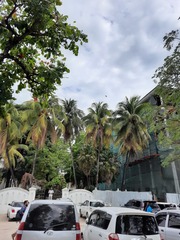 Cocos nucifera