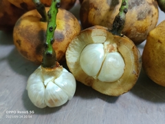 Baccaurea macrocarpa