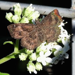 Staphylus hayhurstii