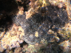 Irciniidae
