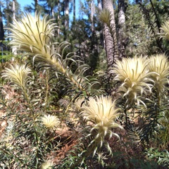 Phylica pubescens