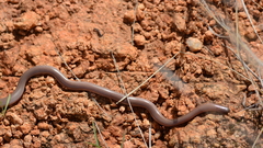 Beaked Blind Snake photo 2