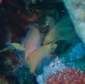 Anthiadidae