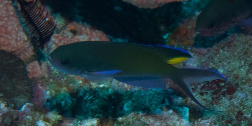 Fusilier Damselfish