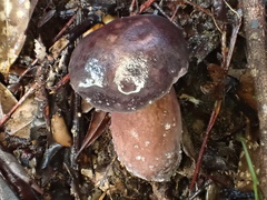 Tylopilus obscureviolaceus