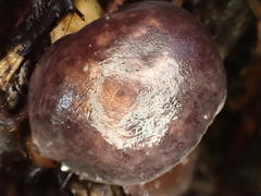 Tylopilus obscureviolaceus