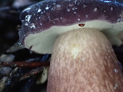 Tylopilus obscureviolaceus