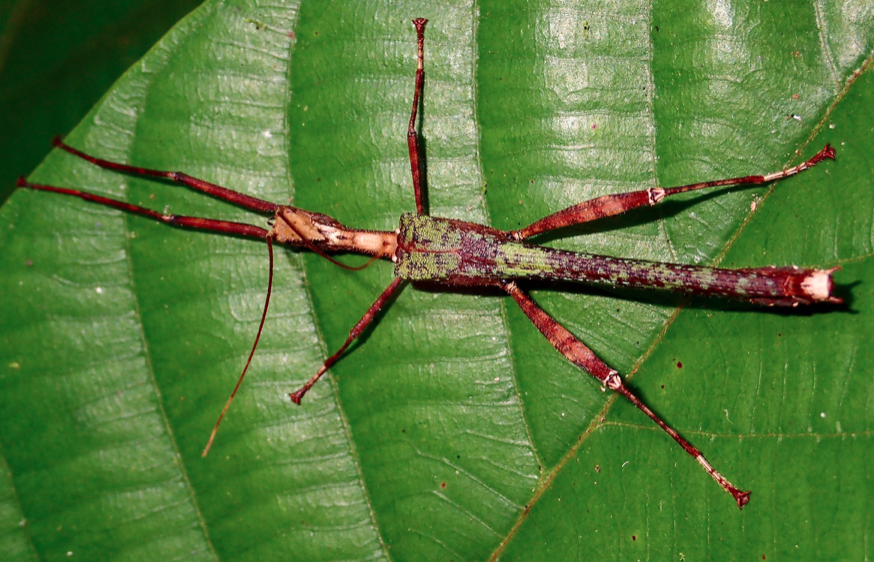 Paraloxopsis tuberculata