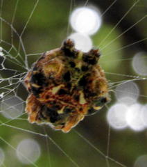 Afracantha camerunensis