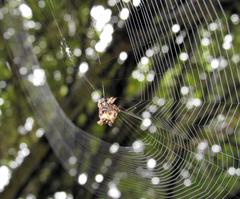 Afracantha camerunensis