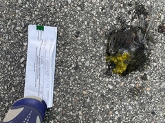 Xanthocephalus xanthocephalus