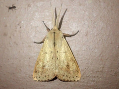 Spilosoma cervina