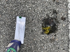 Xanthocephalus xanthocephalus