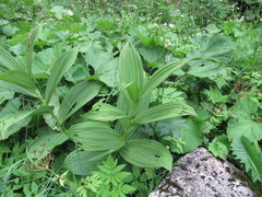 Veratrum lobelianum